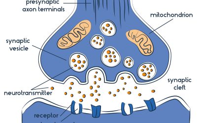 Les neurotransmetteurs : Types, fonctions et exemples