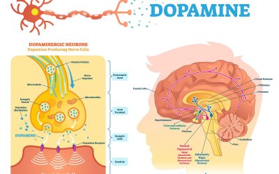 Qu’est-ce que la dopamine dans le cerveau ?